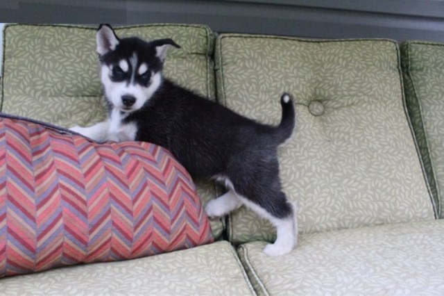 Siberian Husky puppy for sale + 47374