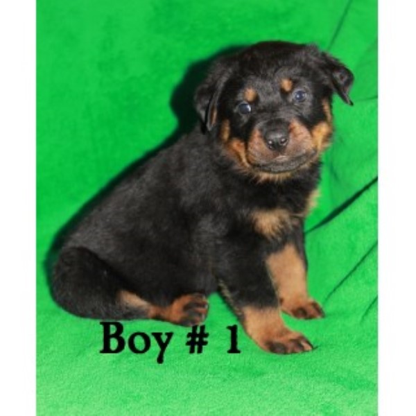 AKC Rottweiler Puppies