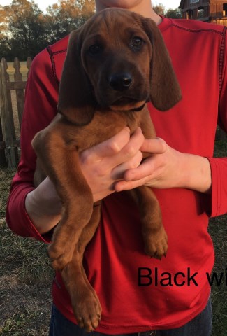 Redbone Coonhound puppy for sale + 54581