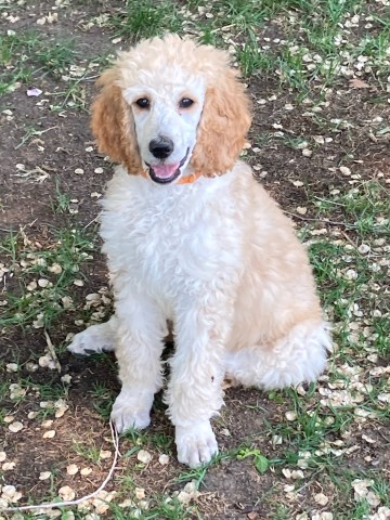 AKC Standard Poodle Pups
