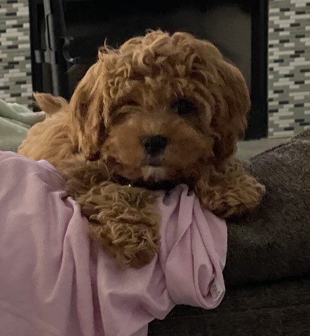 Cavapoo boy for sale