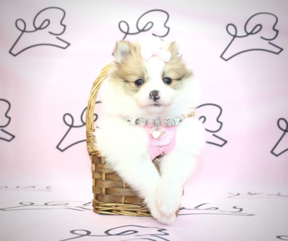 Pomeranian puppy for sale + 61398