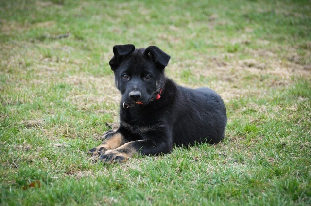 AKC CZEC / West German German Shepherd Puppies - Bi-Color Purple Puppy Female