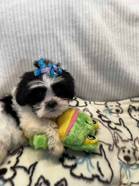 Akc cute Lhasa puppies