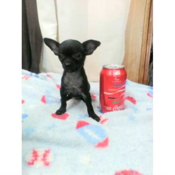 Chihuahua puppy for sale + 46795