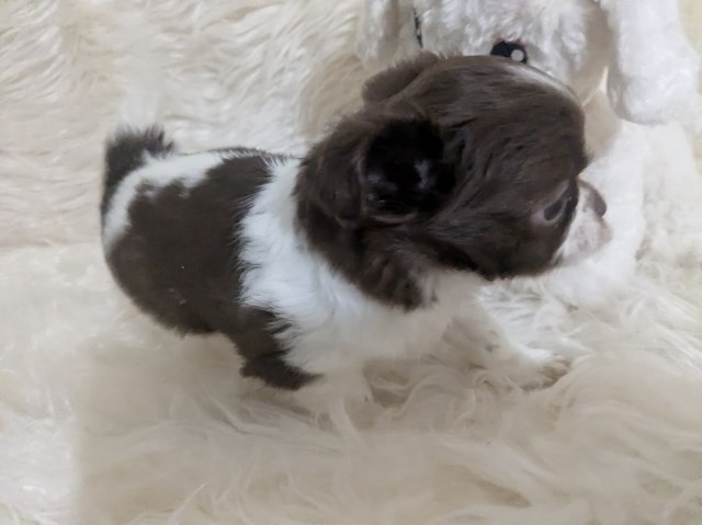 Long Coat Apple Head Female Chihuahua Faith