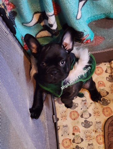 75 %french bulldog and 25%pug