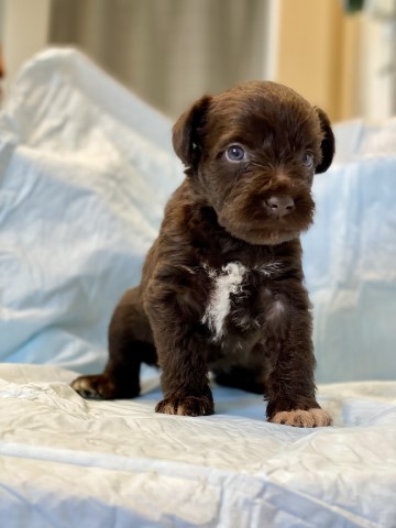 Miniature Schnauzer puppy for sale + 63652