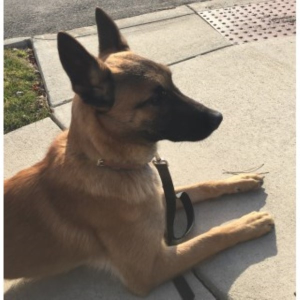 Malinois puppy for sale + 46082