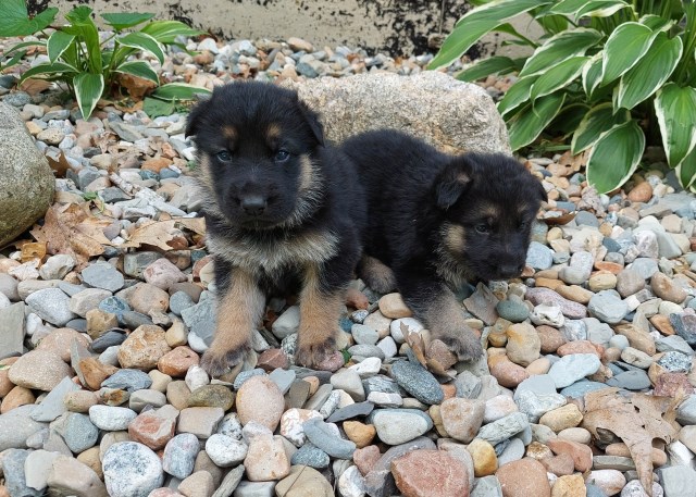 King/German Shepherd puppies