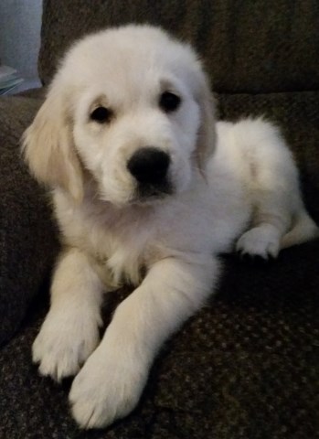 Golden Retriever puppy for sale + 48287