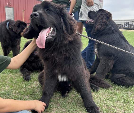 Newfoundland Puppies For Sale
