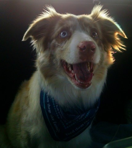 Registered Border Collie Pups for sale