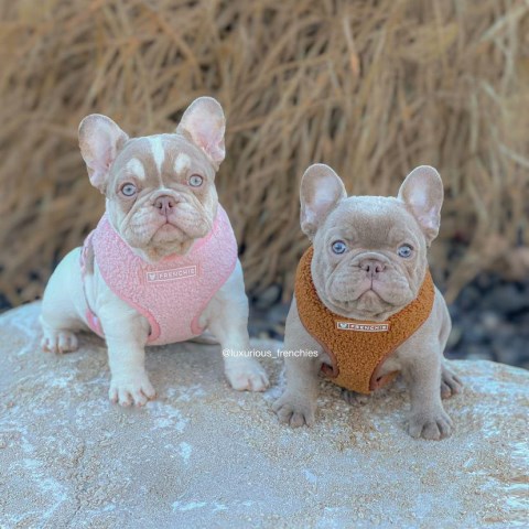 Akc Registered French Bulldog