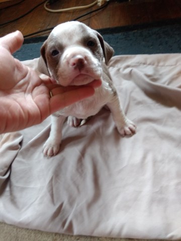 American Pit Bull Terrier puppy for sale + 54778