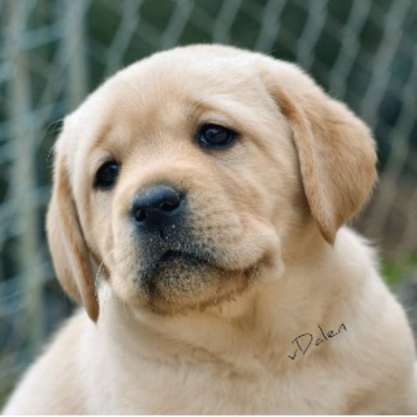Labrador Retriever puppy for sale + 33203