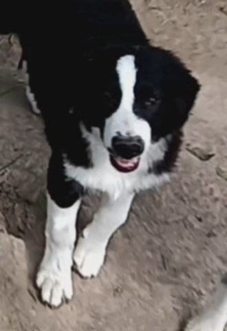 Australian Shepherd Dog puppy for sale + 66633