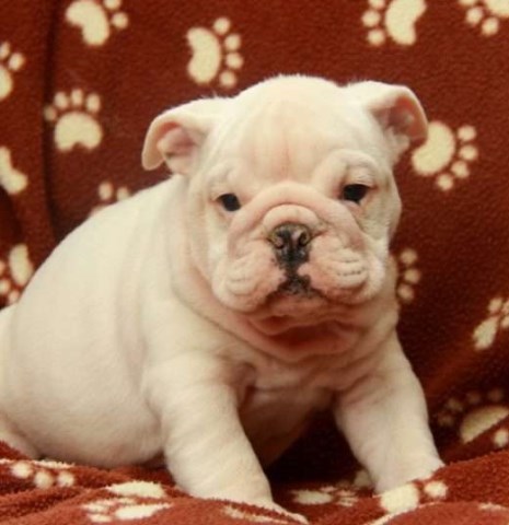 English Bulldog puppy for sale + 48493