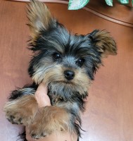 ?? Charming Mini Yorkie Prince Ready for His Kingdom! ???? Yorkshire Terrier for sale/adoption
