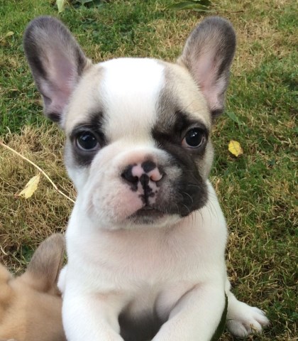 French Bulldog puppy for sale + 52505