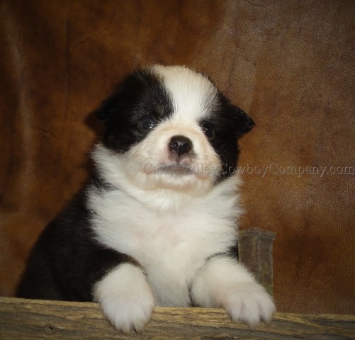 Miniature Australian Shepherd puppy for sale + 47791