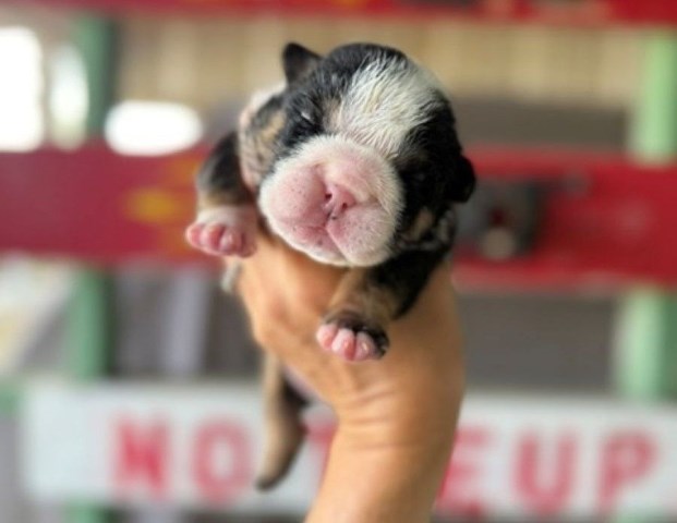 English Bulldog puppy for sale + 67196