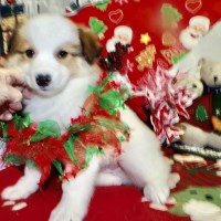 Chicago Farm Collie Babies. Med- Size. Pomeranian for sale/adoption
