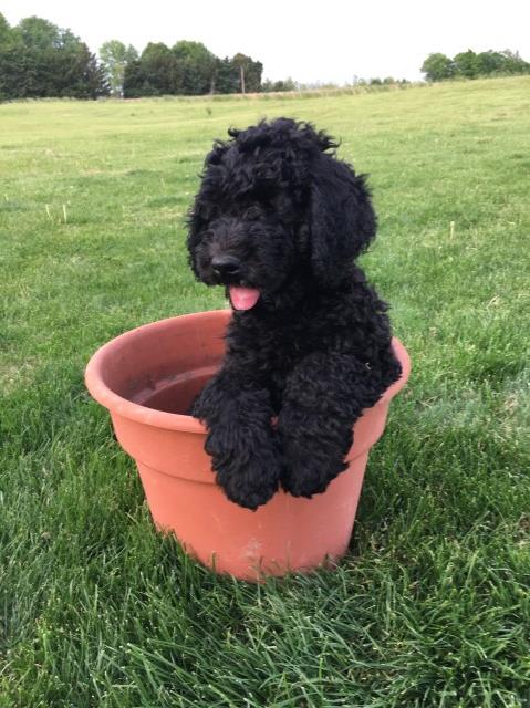 Labradoodle puppy for sale + 49140