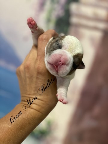 English Bulldog puppy for sale + 60811