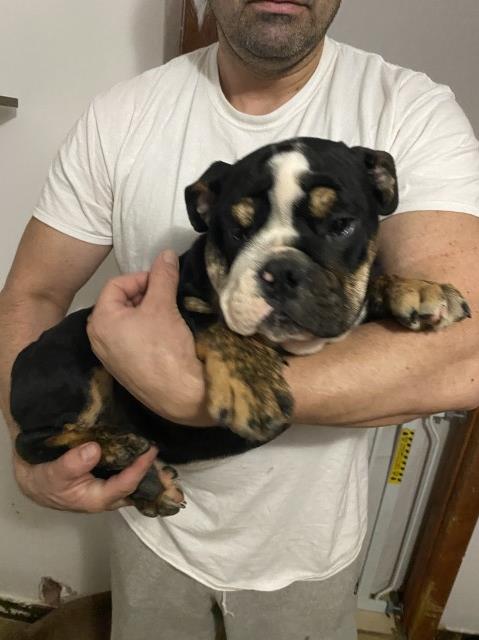 Bruno English Bulldog