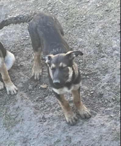 German Shepherd Dog puppy for sale + 63744