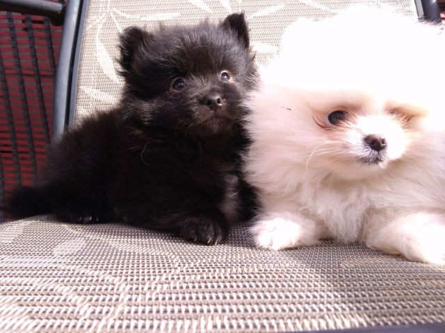 Pomeranian puppy for sale + 52648