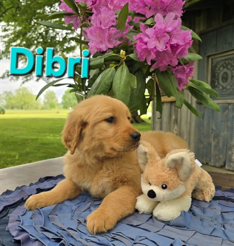 Golden Retriever puppy for sale + 66580