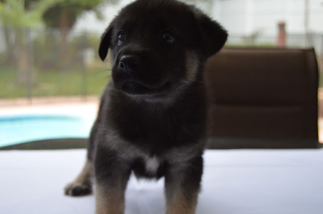 GERBERIAN SHEPSKY PUPPIES