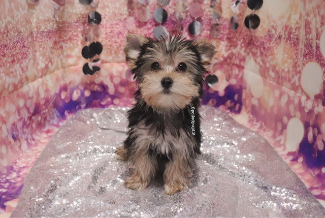 Morkie puppy for sale + 60214