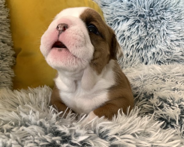 Full AKC English Bulldog Puppies