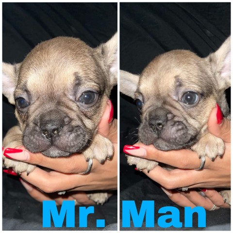 French Bulldog puppy for sale + 64354