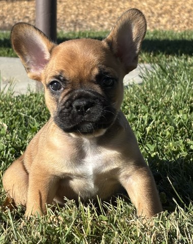 French Bulldog puppies