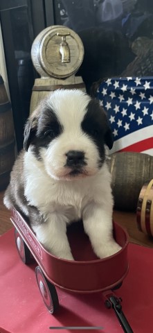 Saint Bernard puppy for sale + 66118