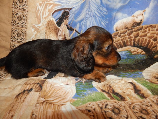 Dachshund Puppy Dog For Sale In Dilliner Pennsylvania