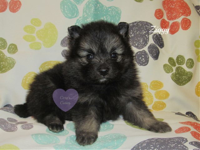 AKC Pomeranian puppy--Ziggy
