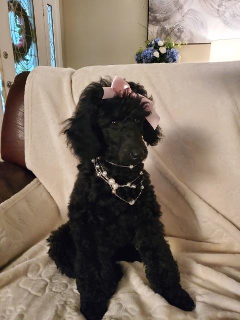 Miniature Purebred Poodle Puppies For Sale