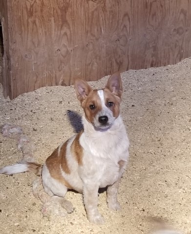 Gorgeous Australian Cattle Dog ( Red Heeler) Puppies!