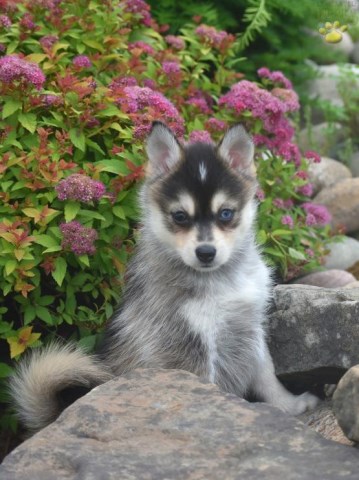 POMSKY PUPPY FOR SALE