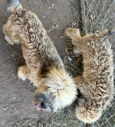 Soft Coated Wheaten Terrier puppy for sale + 66292