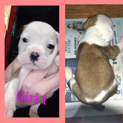 English Bulldog puppy for sale + 59256