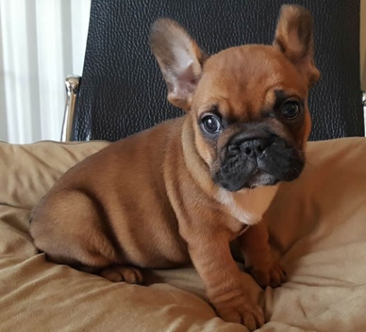 French Bulldog puppy for sale + 48627