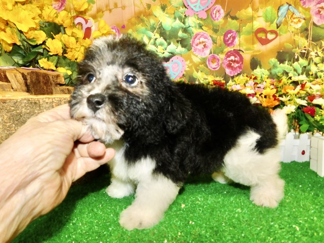 Yorkipoo puppy for sale + 66608