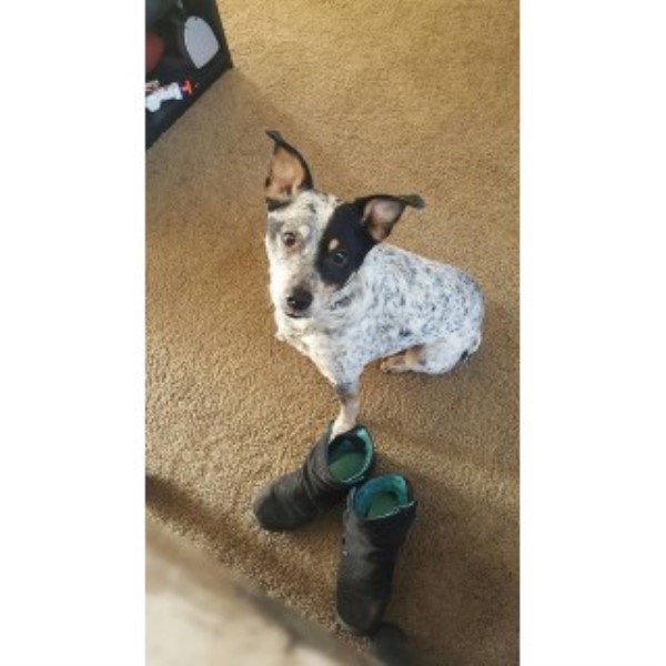 Australian Cattle Dog Needs A Home!