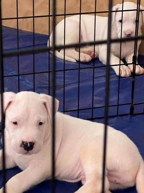 Dogo Argentino puppy for sale + 63738